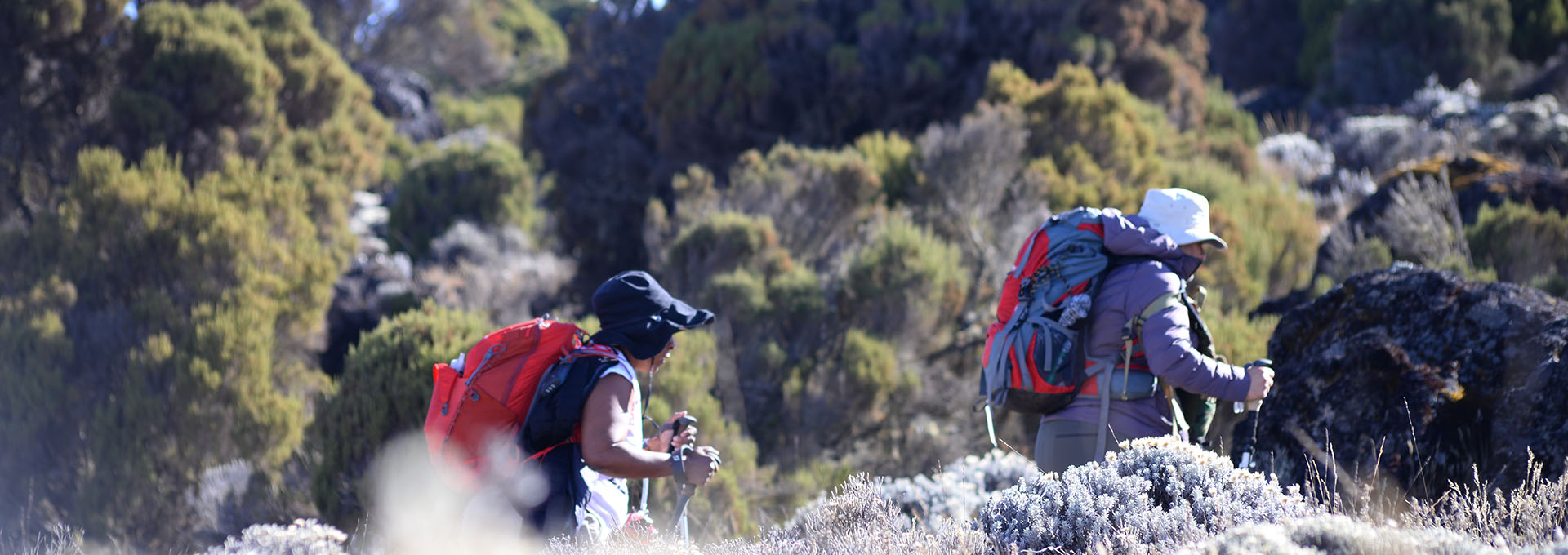 Hikers trekking through the moorland zone on Mount Kilimanjaro