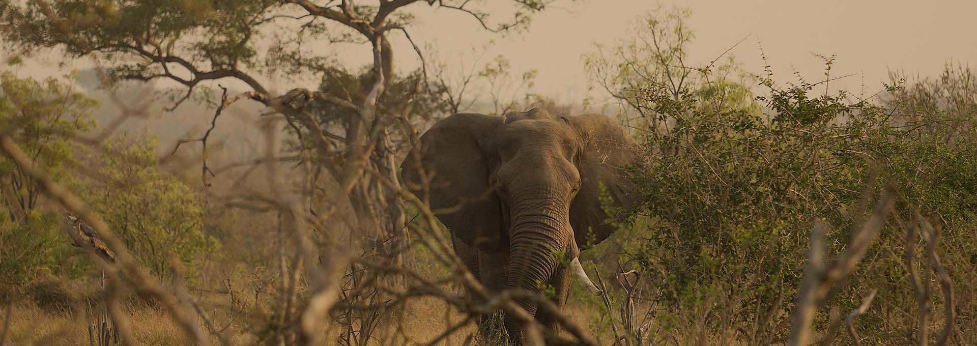 Elephant grazing in the Tanzanian bush at golden hour